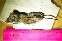 Clethrionomys glareolus