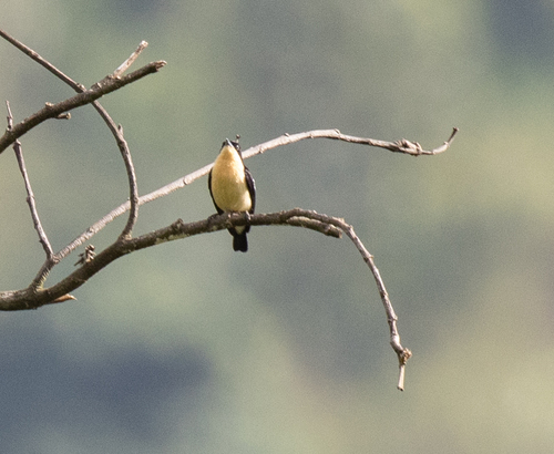 Usambara Hyliota (Hyliota usambara), photo 2