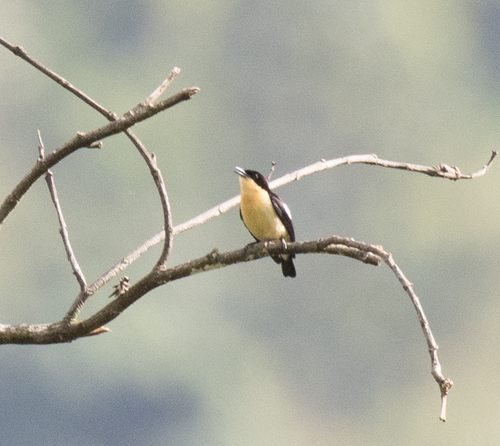 Usambara Hyliota (Hyliota usambara), photo 4