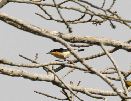 Usambara Hyliota (Hyliota usambara), photo 5
