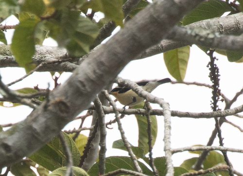 Usambara Hyliota (Hyliota usambara), photo 7