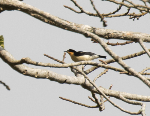 Usambara Hyliota (Hyliota usambara), photo 6