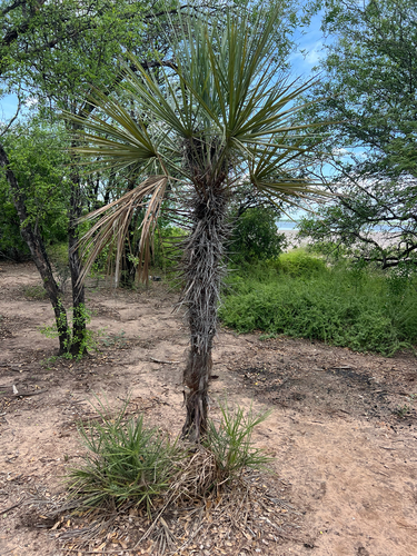 Trithrinax schizophylla, photograph 2