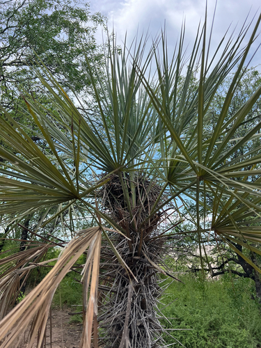 Trithrinax schizophylla