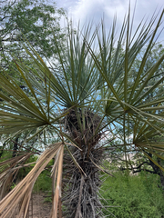Trithrinax schizophylla