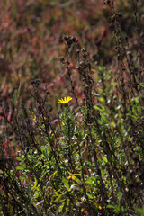 Grindelia stricta angustifolia