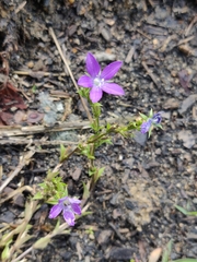 Triodanis biflora