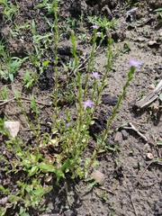 Triodanis biflora