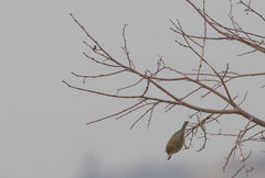 Phylloscopus collybita