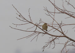 Phylloscopus collybita