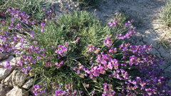 Astragalus tenuifolius
