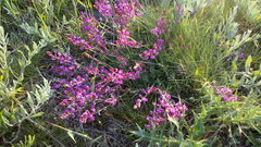 Astragalus tenuifolius