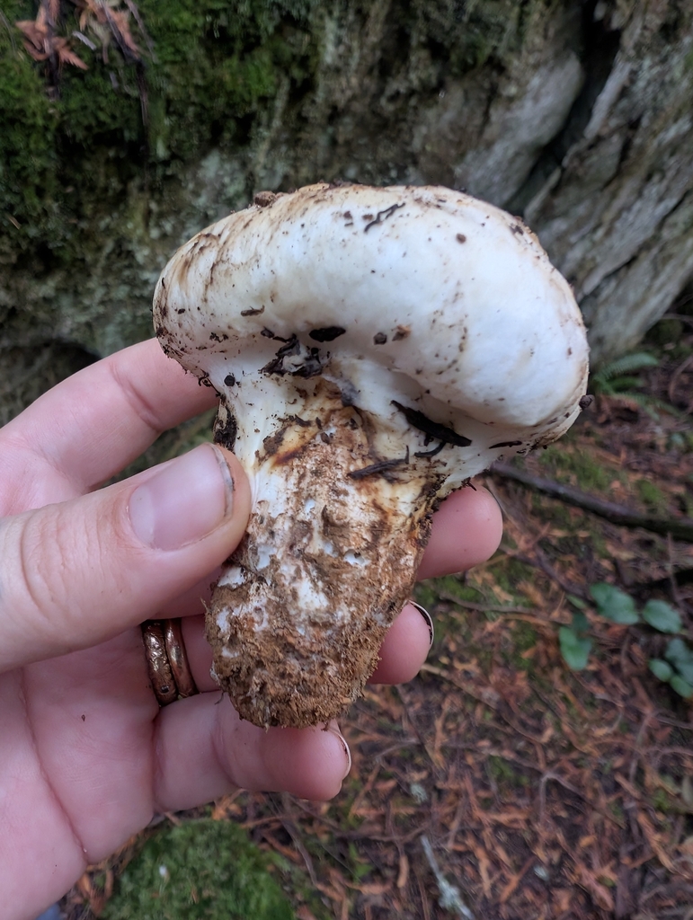 Tricholoma murrillianum · November 2025 · photo: © simonele (iNaturalist, cc-by)
