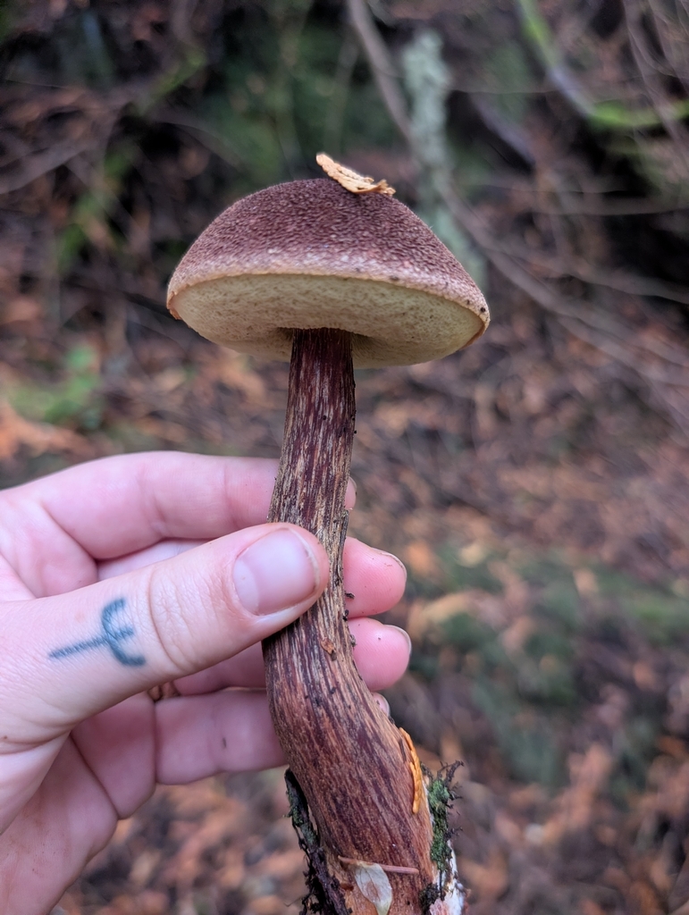 Aureoboletus mirabilis · November 2025 · photo: © simonele (iNaturalist, cc-by)