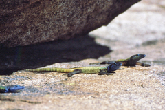 Platysaurus intermedius rhodesianus