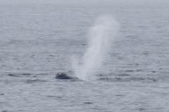 Eubalaena glacialis