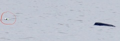 Eubalaena glacialis