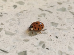 Harmonia axyridis