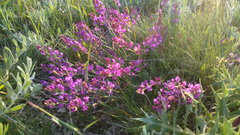 Astragalus tenuifolius