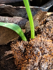 Stilbella fimetaria