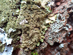 Melanelixia glabratula