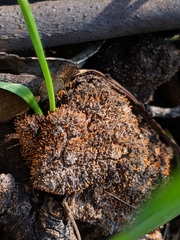 Stilbella fimetaria