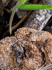 Stilbella fimetaria