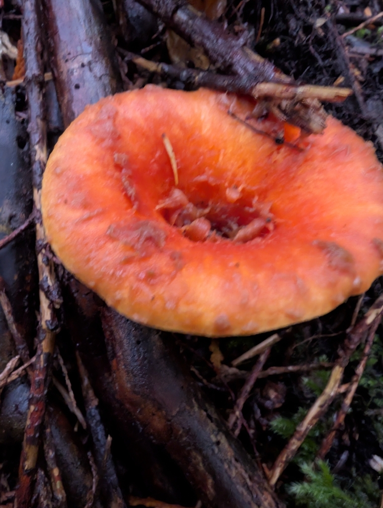 Turbinellus floccosus · November 2025 · photo: © simonele (iNaturalist, cc-by)