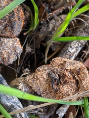 Stilbella fimetaria