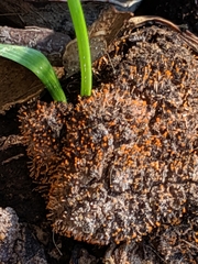 Stilbella fimetaria