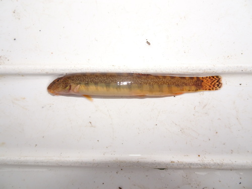Yongdok spine loach (Iksookimia yongdokensis) — Cobitidae — 3