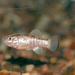 Typical Pupfishes - Photo (c) Jacob Malcom, some rights reserved (CC BY-SA), uploaded by Jacob Malcom