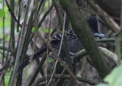 Batara cinerea