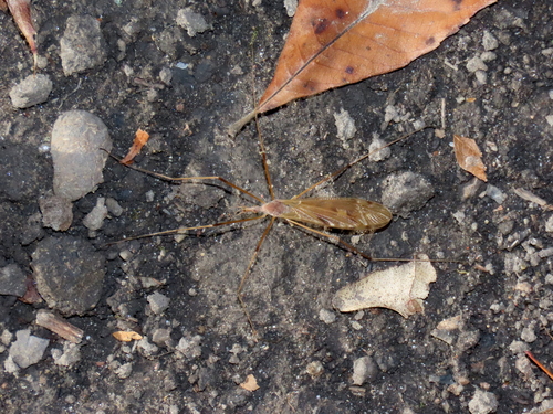 Unknown species found near Wood County, OH, USA