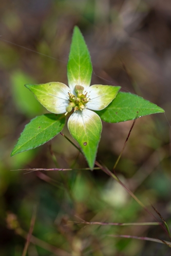 Euphorbia schiedeana