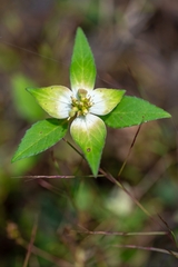 Euphorbia schiedeana
