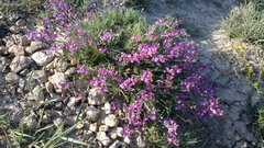 Astragalus tenuifolius