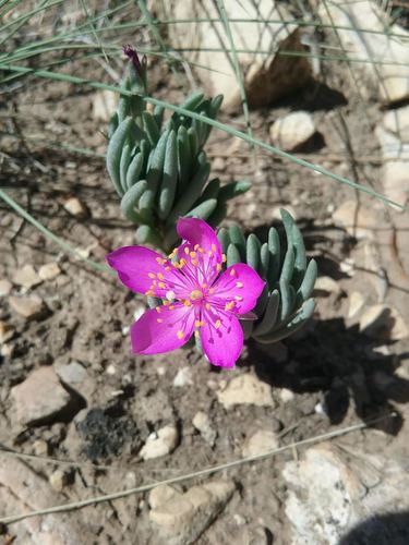 dwarf fameflower (Phemeranthus brevicaulis)