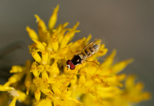 Unknown species found near Santa Cruz County, AZ, USA