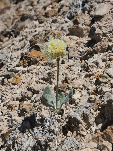Tiehm's buckwheat (Eriogonum tiehmii)