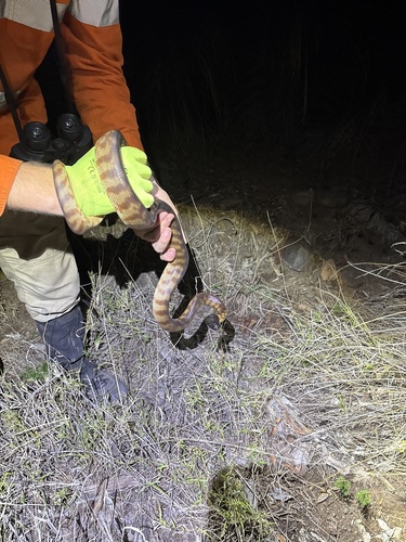 Black-headed Python sighting