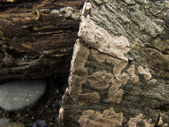 Corticium roseum