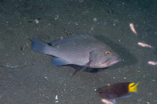 Epinephelus undulosus observed 2025-09-07