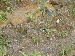 Chironius bicarinatus