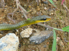 Chironius bicarinatus