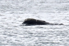 Eubalaena glacialis