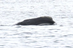 Eubalaena glacialis