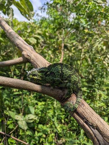 Flap-necked Chameleon