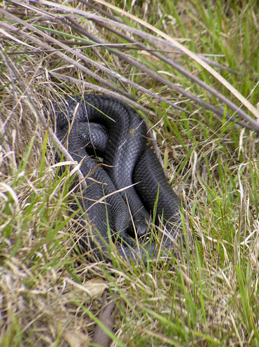 Red-bellied Black Snake sighting