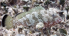 Red Hind photo 3